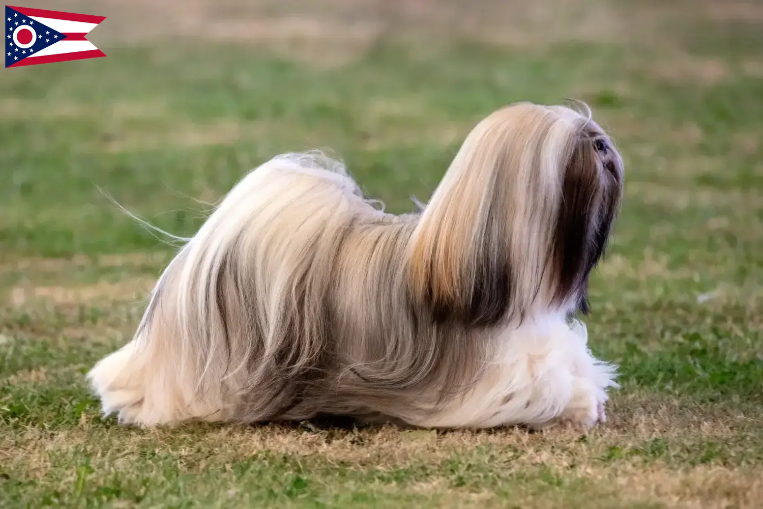 Lhasa Apso puppies and breeders Ohio Find Lhasa Apsos breeders in Ohio.