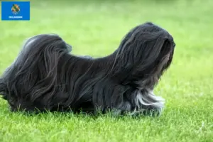 Read more about the article Lhasa Apso breeders and puppies in Oklahoma