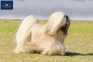 Read more about the article Lhasa Apso breeders and puppies in Pennsylvania