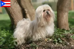 Read more about the article Lhasa Apso breeders and puppies in Puerto Rico
