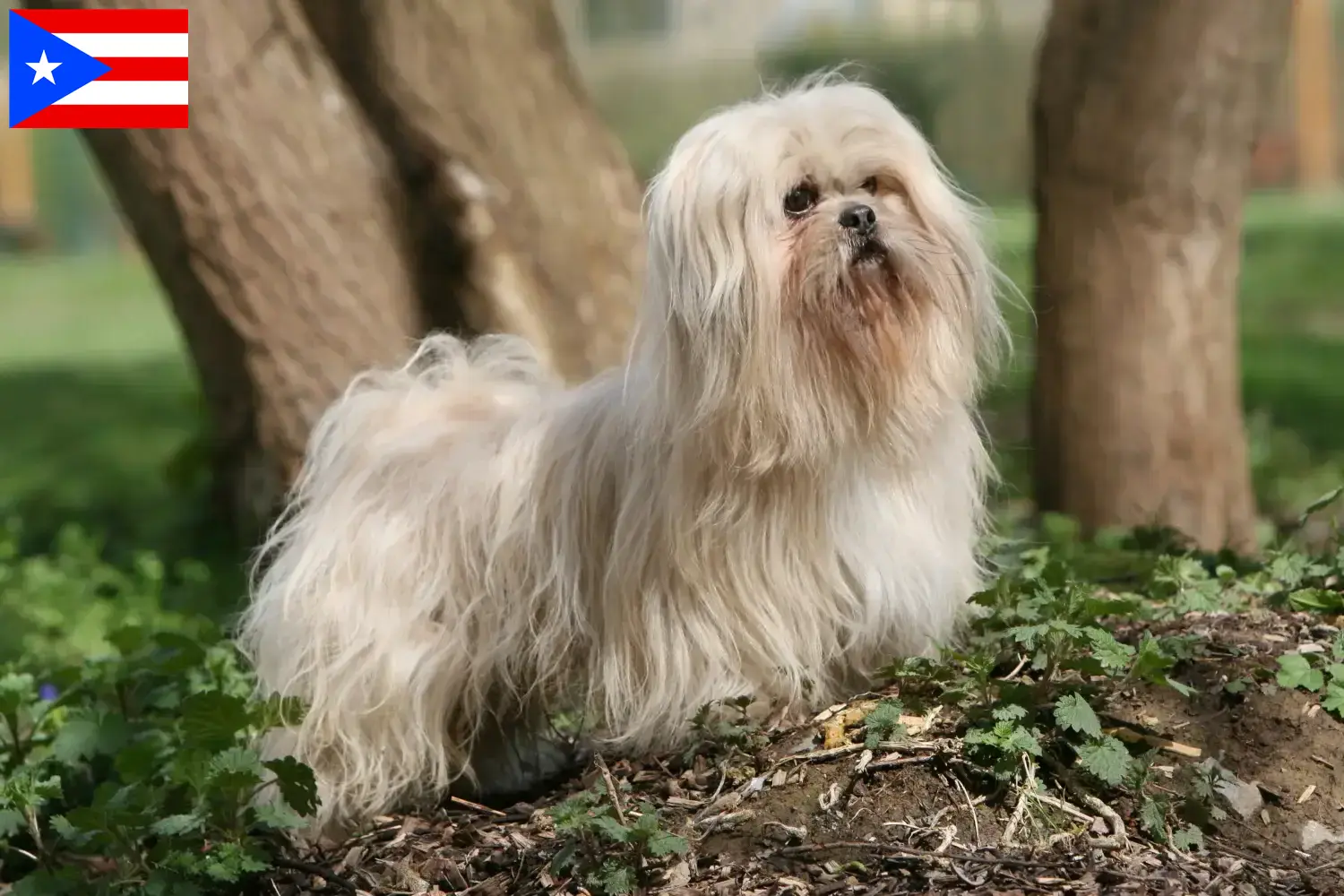 Lhasa Apso puppies and breeders Puerto Rico Here you can find Lhasa Apsos breeders in Puerto Rico.
