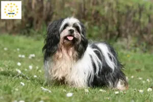 Read more about the article Lhasa Apso breeders and puppies in Rhode Island