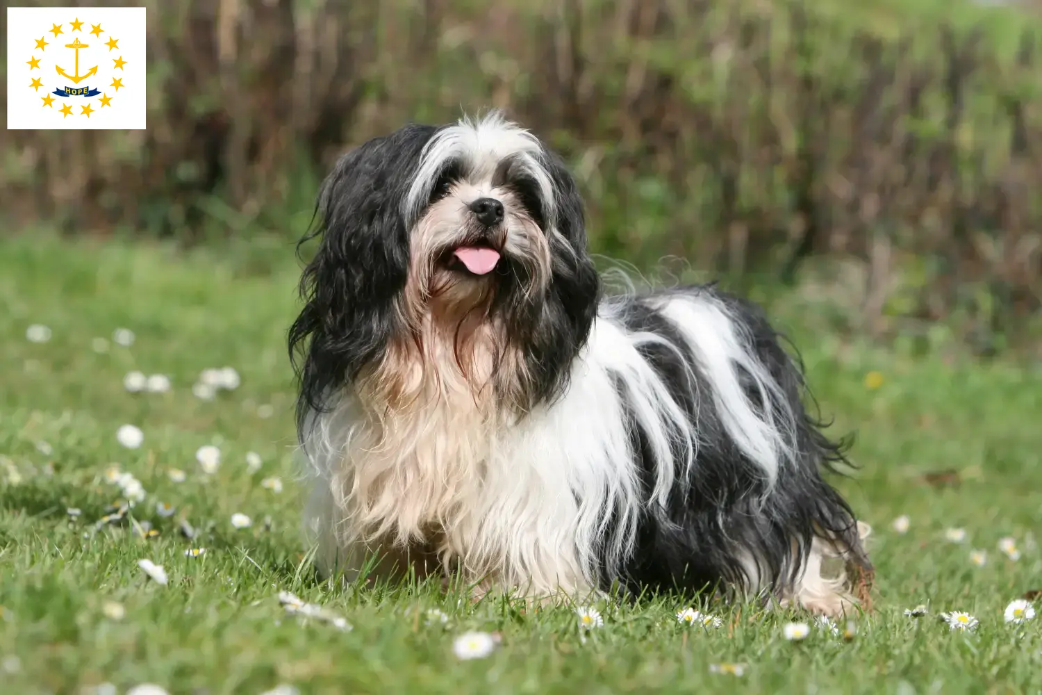 Lhasa Apso puppies and breeders Rhode Island Find Lhasa Apsos breeders in Rhode Island here.