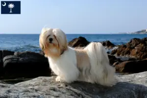 Read more about the article Lhasa Apso breeders and puppies in South Carolina