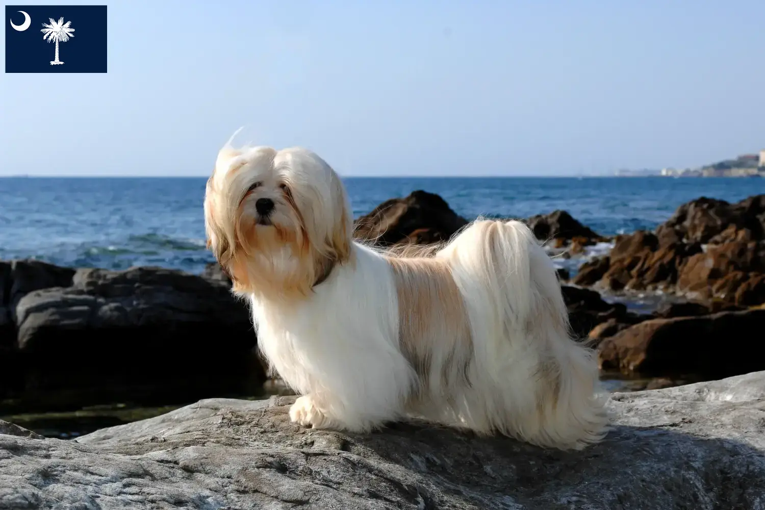Lhasa Apso puppies and breeders South Carolina Find Lhasa Apsos breeders in South Carolina.