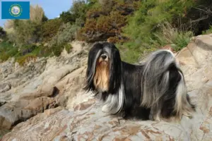 Read more about the article Lhasa Apso breeders and puppies in South Dakota