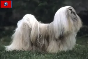 Read more about the article Lhasa Apso breeders and puppies in Tennessee