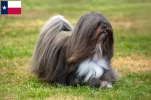 Read more about the article Lhasa Apso breeders and puppies in Texas
