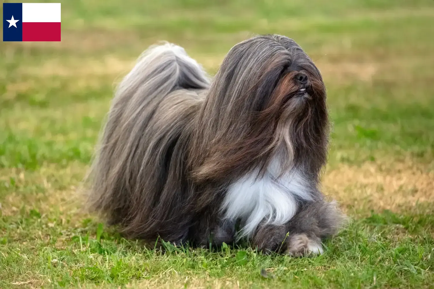Lhasa Apso puppies and breeders Texas Here you can find Lhasa Apsos breeders in Texas.