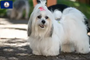 Read more about the article Lhasa Apso breeders and puppies in Virginia