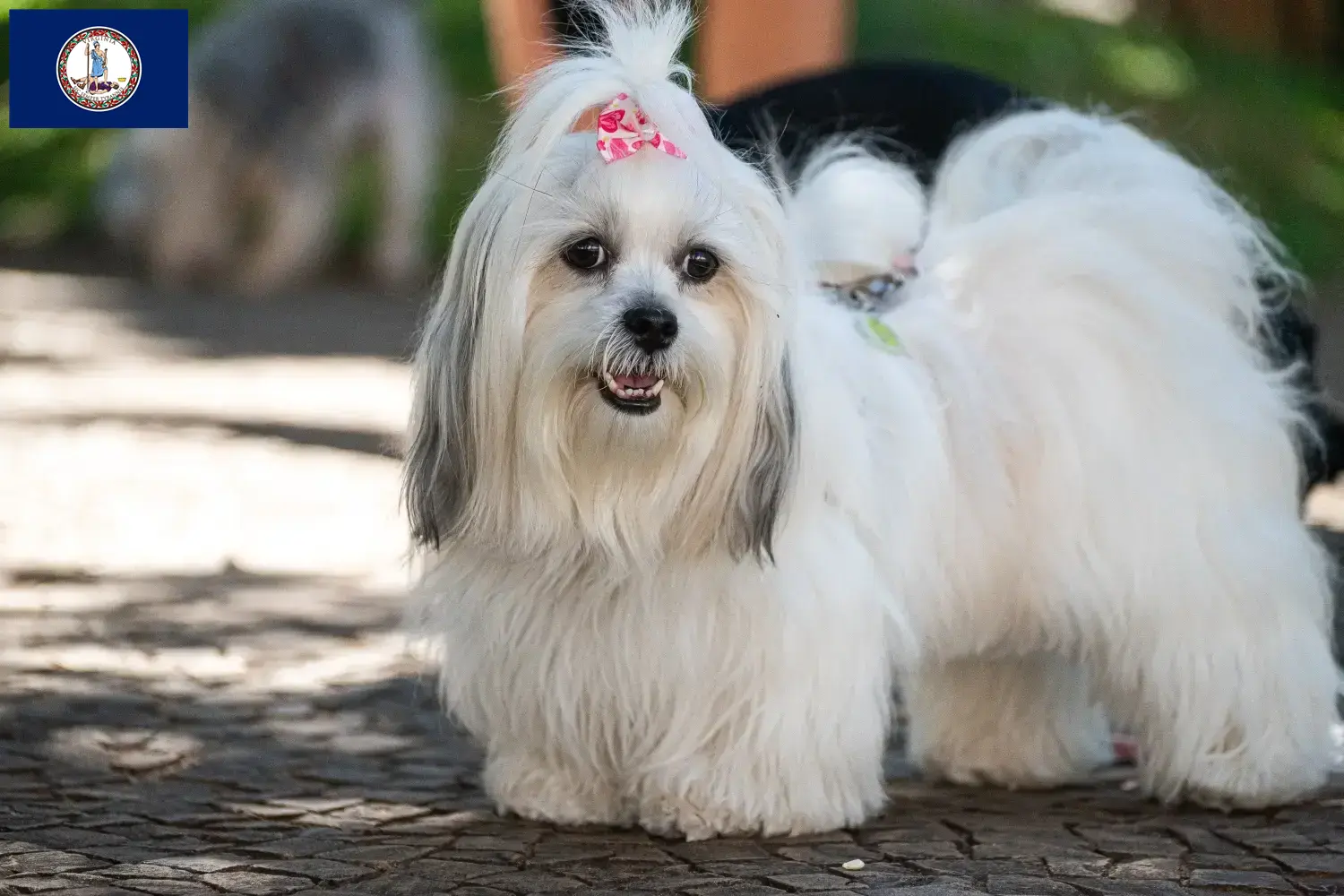 Lhasa Apso puppies and breeder Virginia Find Lhasa Apsos breeders in Virginia here.
