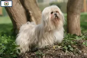 Read more about the article Lhasa Apso breeders and puppies in West Virginia