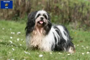Read more about the article Lhasa Apso breeders and puppies in Wisconsin