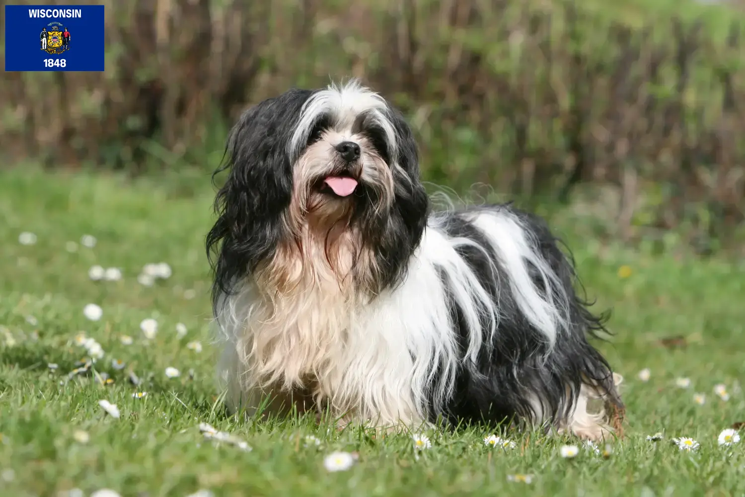 Lhasa Apso puppies and breeders Wisconsin Find Lhasa Apsos breeders in Wisconsin.