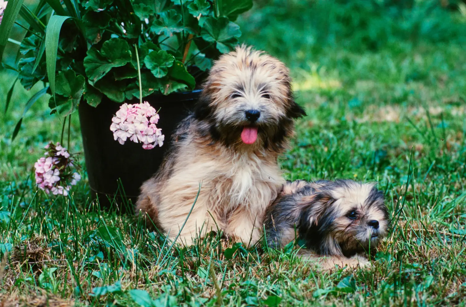 Buying a Lhasa Apso puppy means taking responsibility! Buy Lhasa Apso puppies.