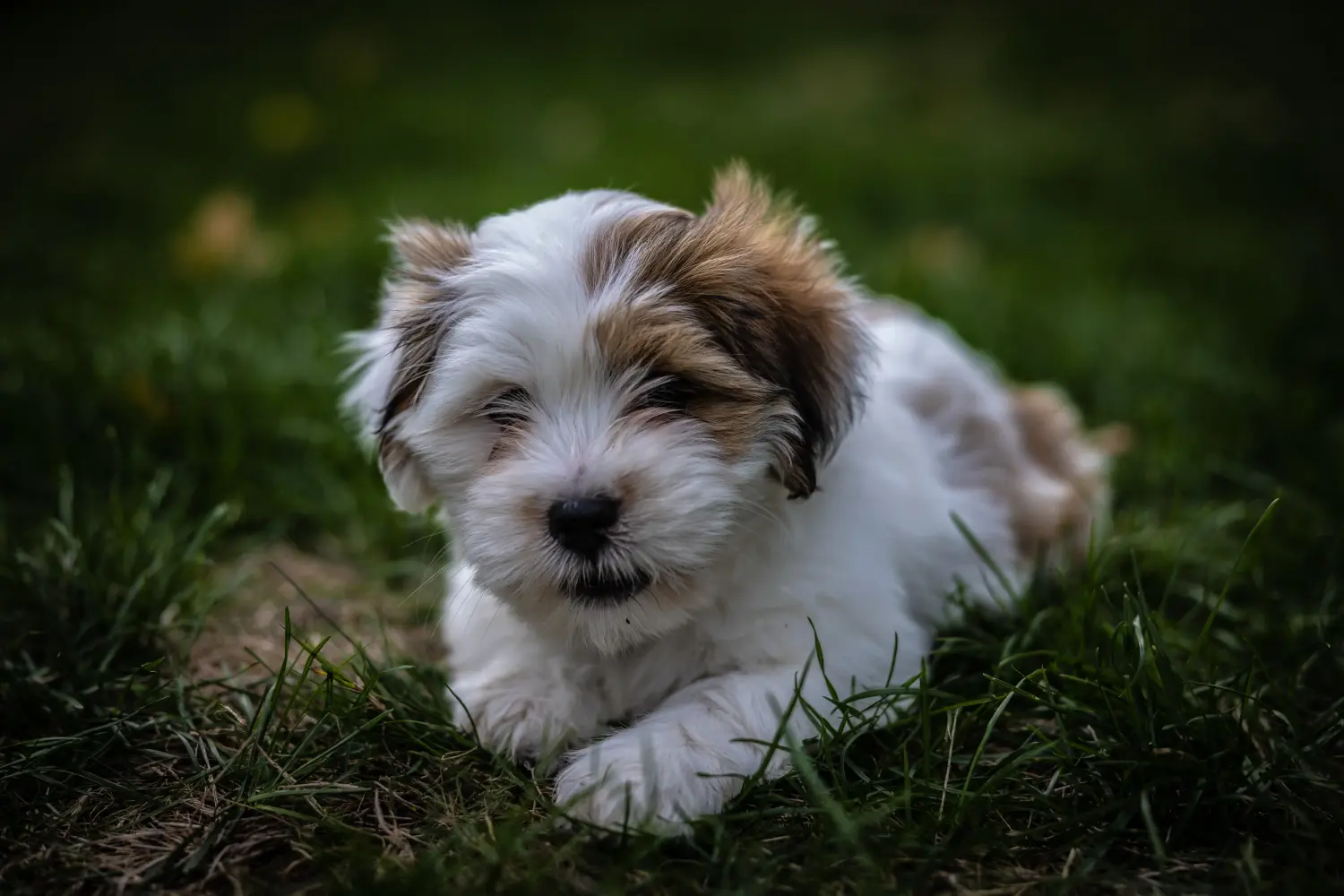 Buying a Lhasa Apso puppy means taking responsibility! Buy Lhasa Apso puppies.