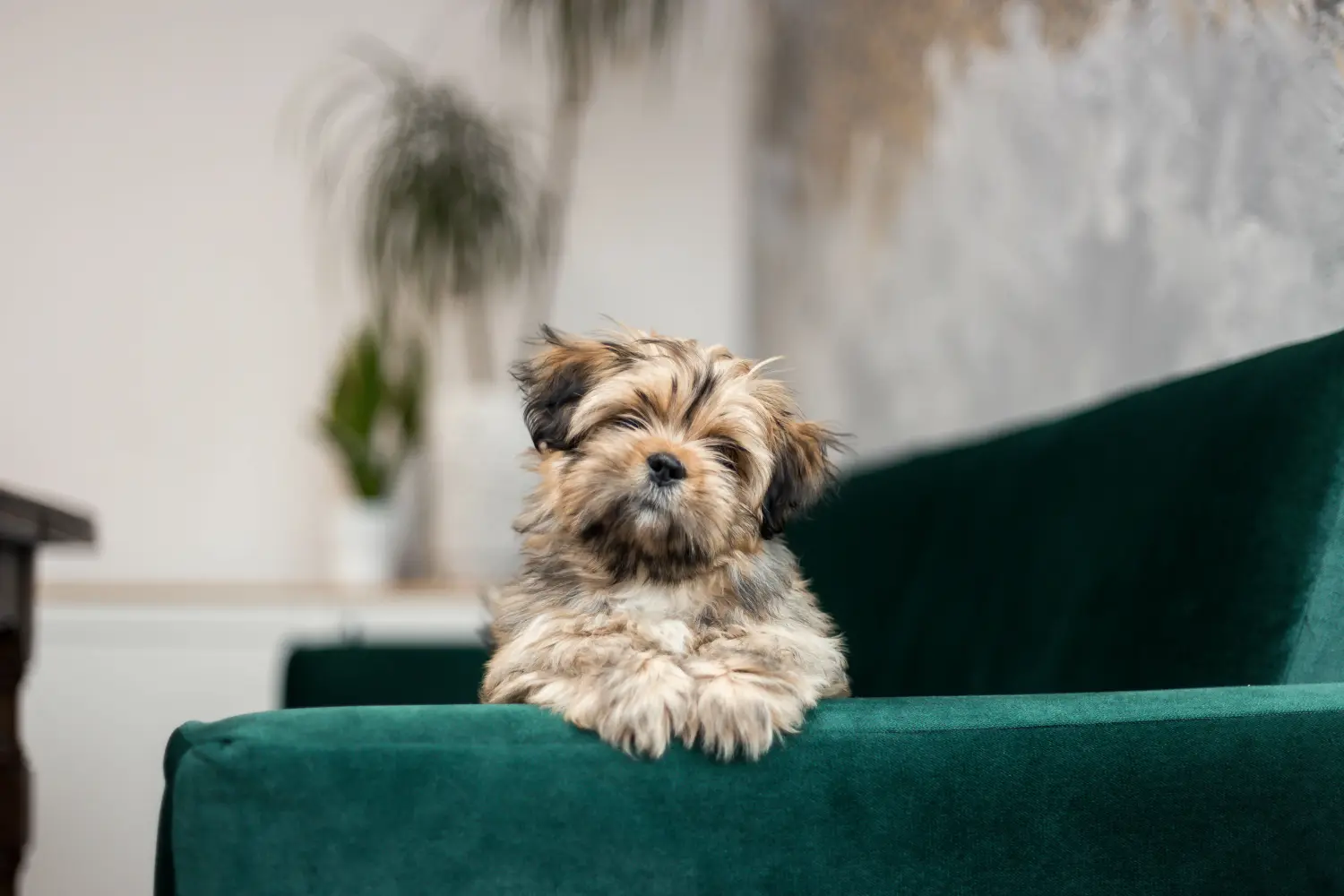Buying a Lhasa Apso puppy means taking responsibility! Buy Lhasa Apso puppies.