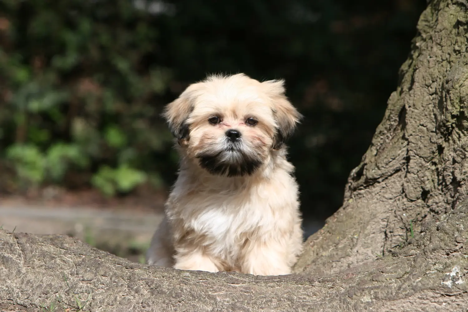 Buying a Lhasa Apso puppy means taking responsibility! Buy Lhasa Apso puppies.
