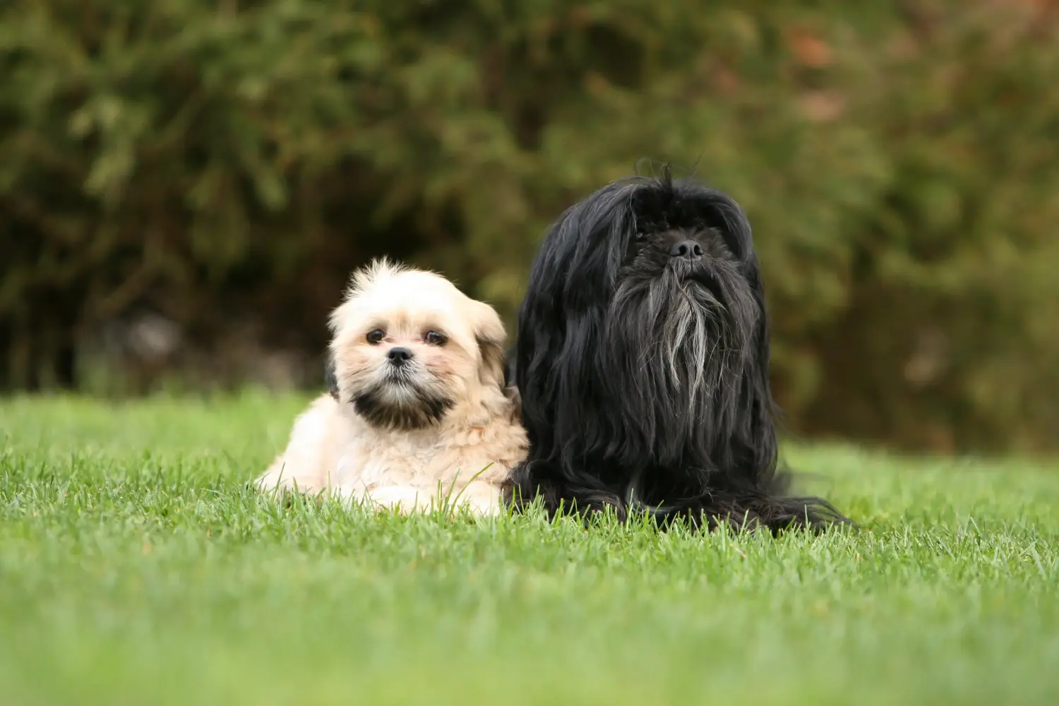 Buying a Lhasa Apso puppy means taking responsibility! Buy Lhasa Apso puppies.