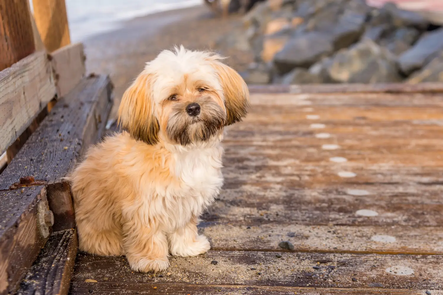 Buying a Lhasa Apso puppy means taking responsibility! Buy Lhasa Apso puppies.