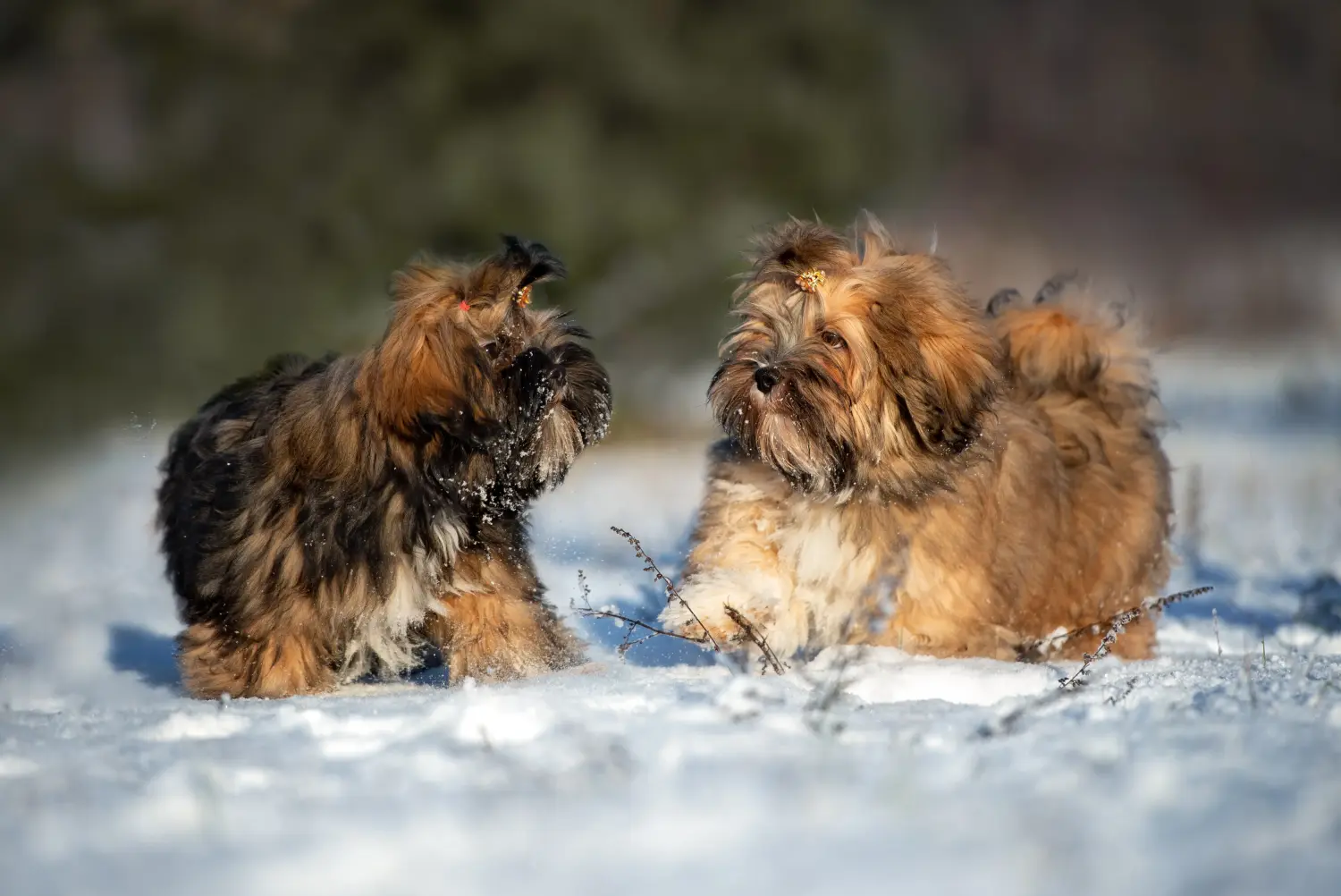 Buying a Lhasa Apso puppy means taking responsibility! Buy Lhasa Apso puppies.
