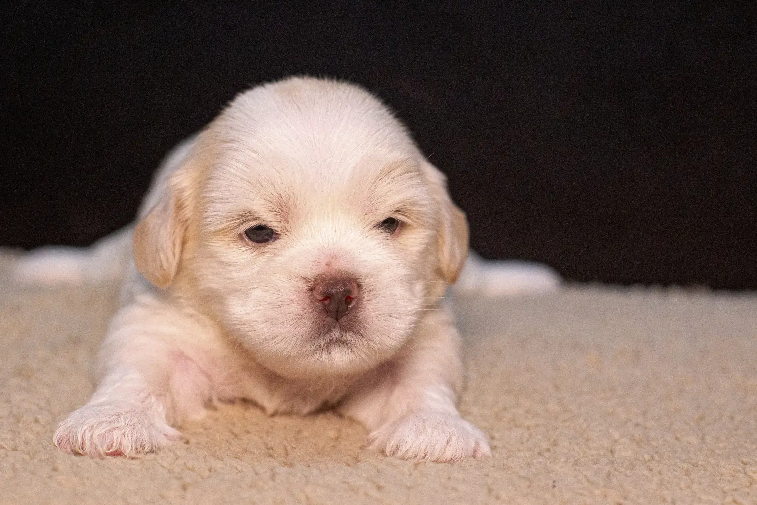 Buying a Lhasa Apso puppy means taking responsibility! Buy Lhasa Apso puppies.