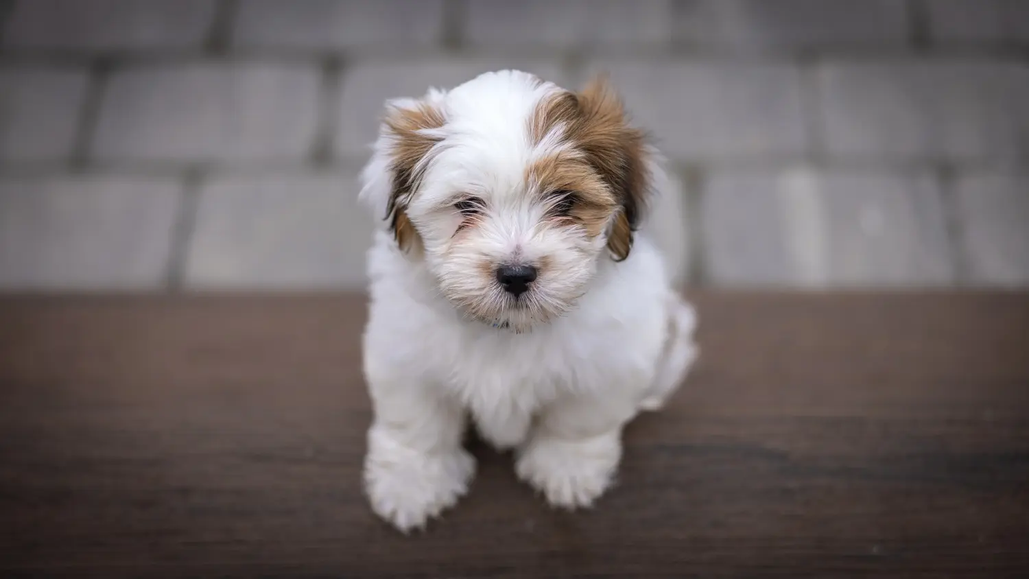 Buying a Lhasa Apso puppy means taking responsibility! Buy Lhasa Apso puppies.