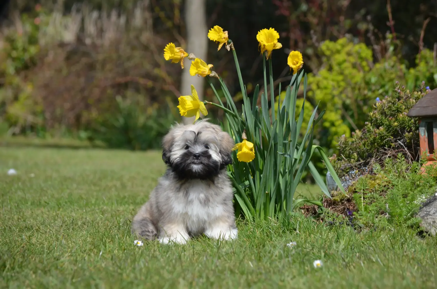 Buying a Lhasa Apso puppy means taking responsibility! Buy Lhasa Apso puppies.