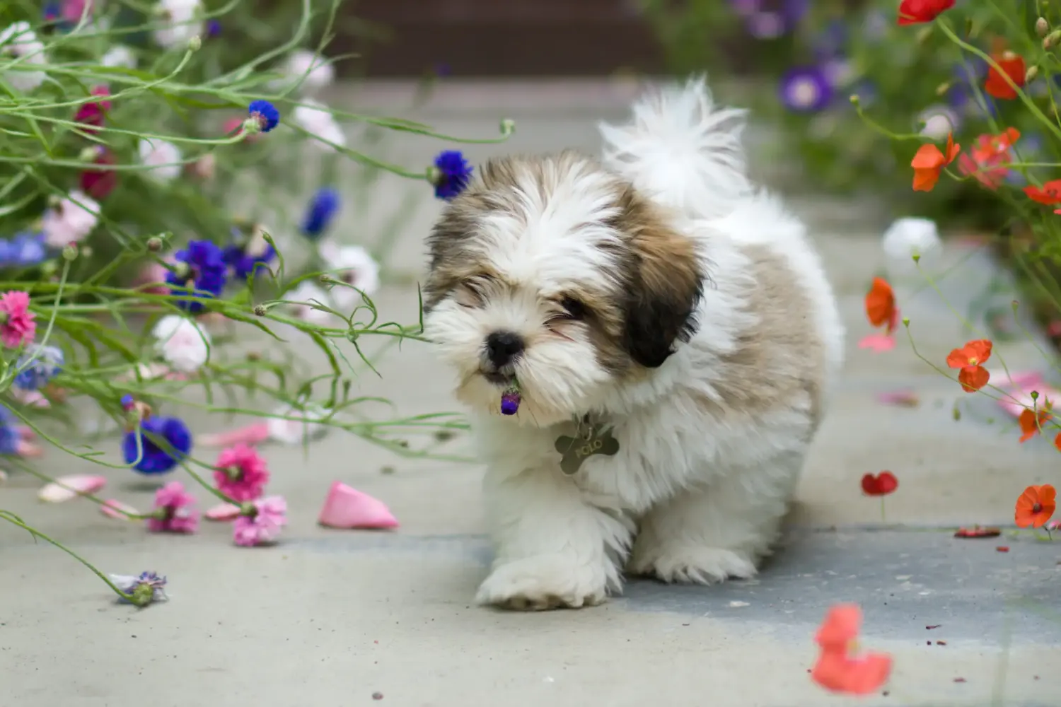 Buying a Lhasa Apso puppy means taking responsibility! Buy Lhasa Apso puppies.