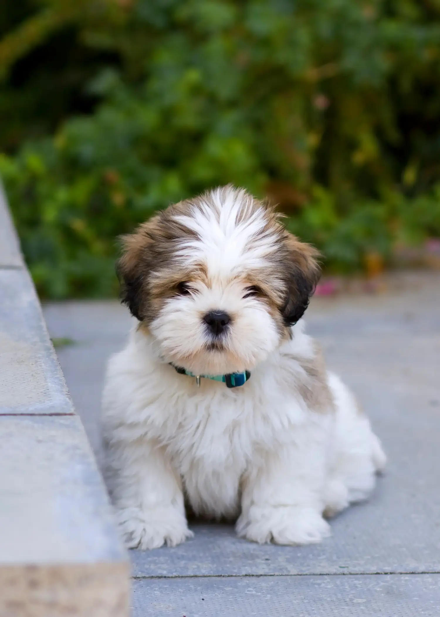 Buying a Lhasa Apso puppy means taking responsibility! Buy Lhasa Apso puppies.
