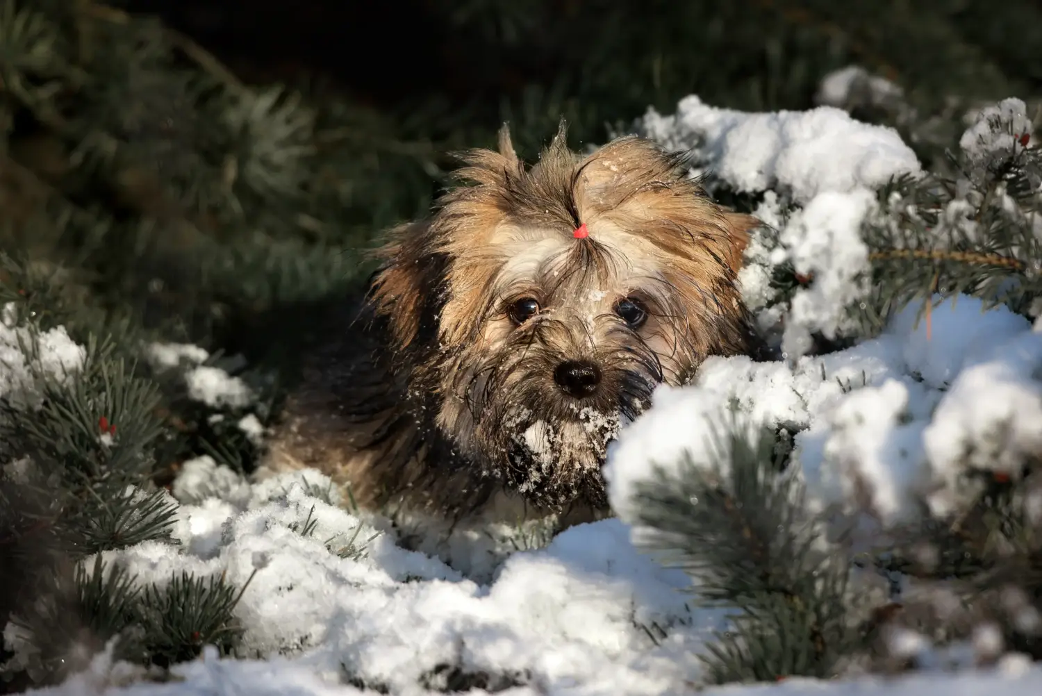 Buying a Lhasa Apso puppy means taking responsibility! Buy Lhasa Apso puppies.