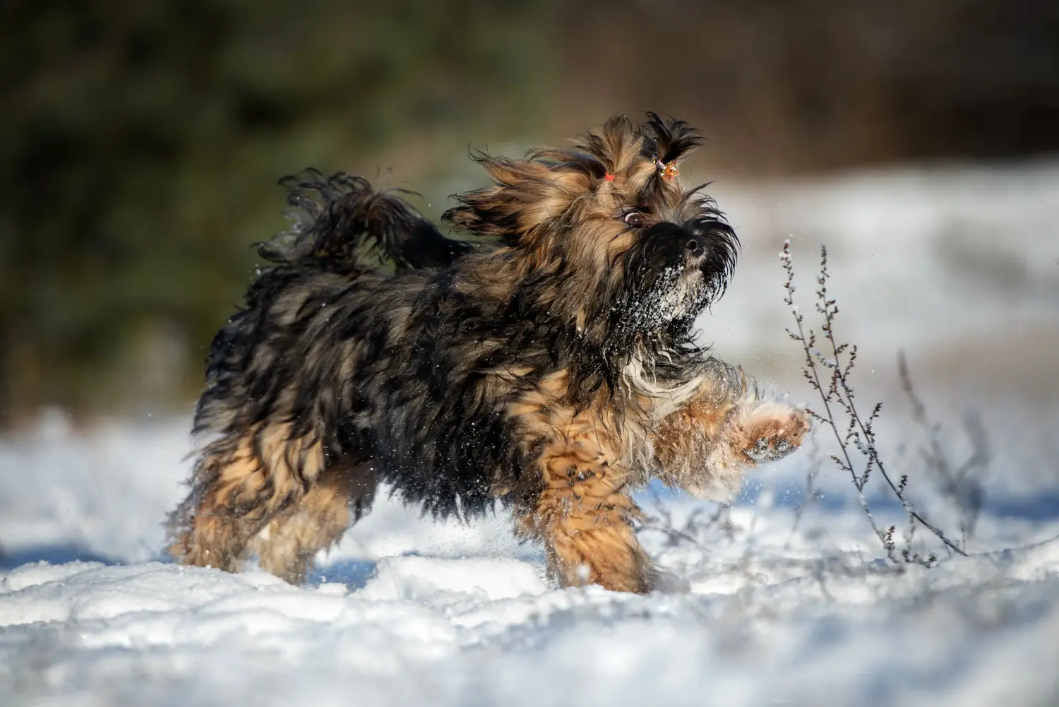 Buying a Lhasa Apso puppy means taking responsibility! Buy Lhasa Apso puppies.