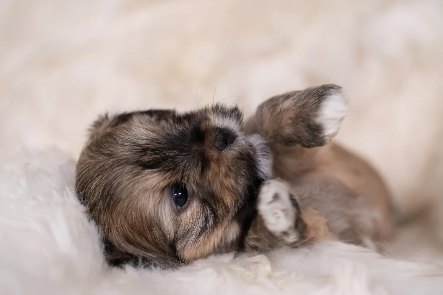 Buying a Lhasa Apso puppy means taking responsibility! Buy Lhasa Apso puppies.