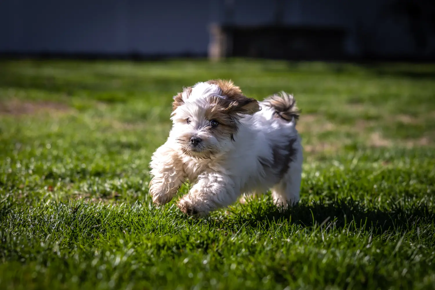 Buying a Lhasa Apso puppy means taking responsibility! Buy Lhasa Apso puppies.