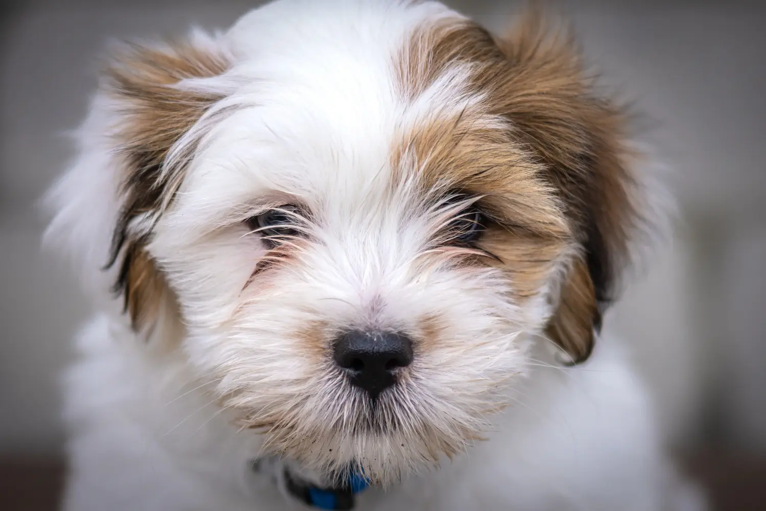 Buying a Lhasa Apso puppy means taking responsibility! Buy Lhasa Apso puppies.