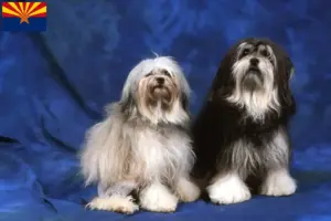 Read more about the article Lion breeders and puppies in Arizona