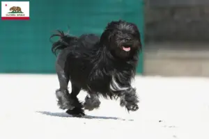 Read more about the article Lion breeders and puppies in California