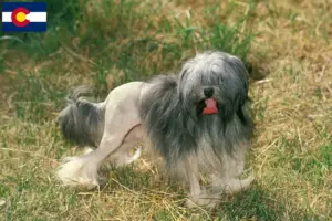 Read more about the article Lion breeders and puppies in Colorado