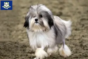 Read more about the article Lion breeders and puppies in Connecticut