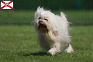 Read more about the article Lion breeders and puppies in Florida
