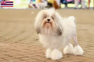 Read more about the article Lion breeders and puppies in Hawaii