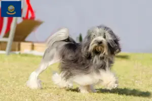 Read more about the article Lion breeders and puppies in Idaho