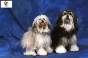 Read more about the article Lion breeders and puppies in Illinois