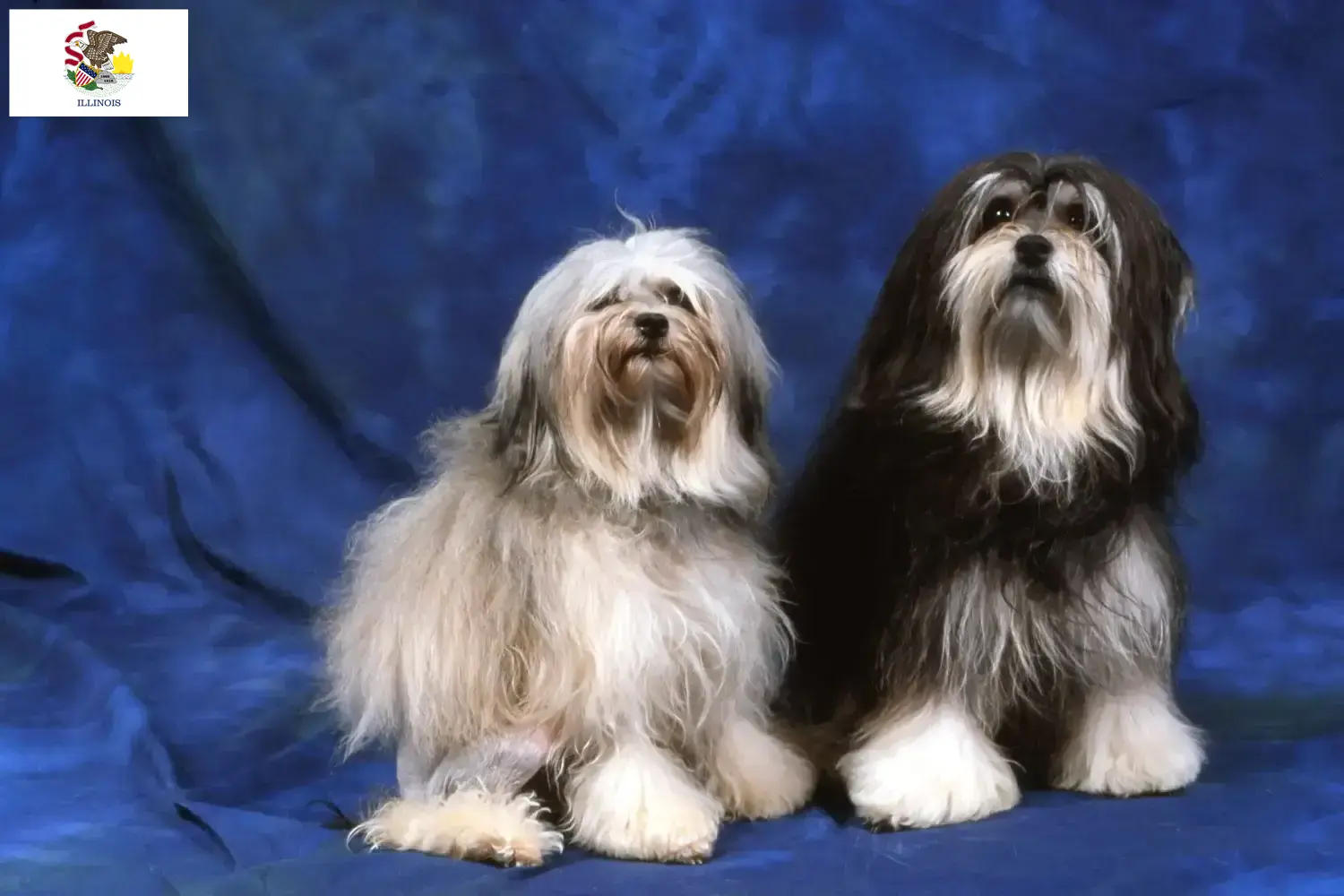 Lion puppies and breeders Illinois Here you can find Löwchen breeders in Illinois.