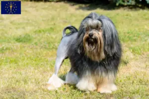 Read more about the article Lion breeders and puppies in Indiana