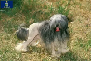 Read more about the article Löwchen breeders and puppies in Kansas