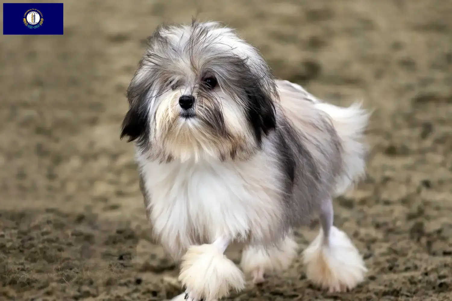 Lion puppies and breeders Kentucky Here you can find Löwchen breeders in Kentucky.