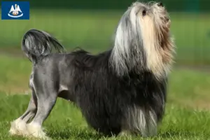 Read more about the article Lion breeders and puppies in Louisiana