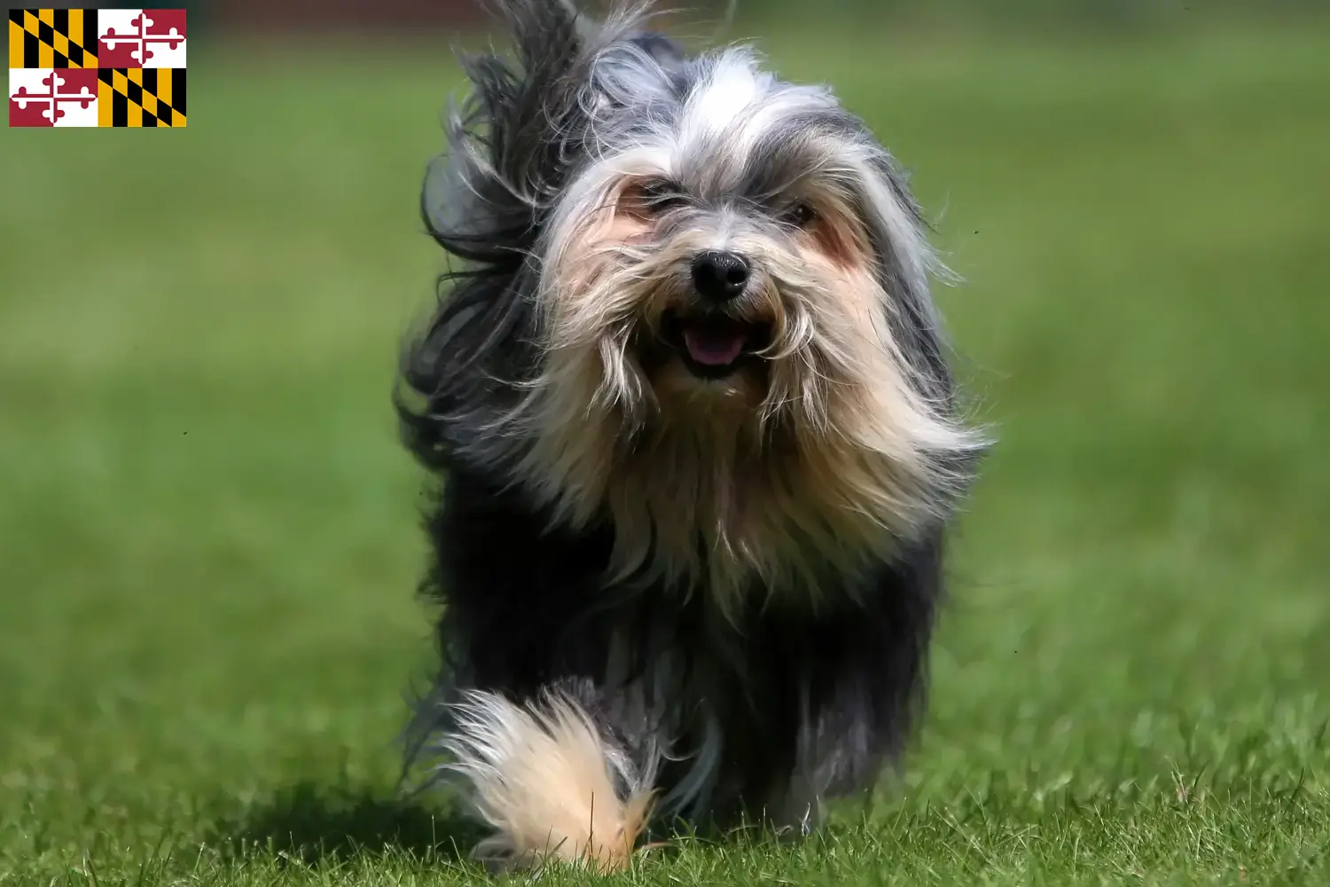 Löwchen puppies and breeder Maryland Here you can find Löwchen breeders in Maryland.