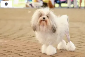 Read more about the article Lion breeders and puppies in Massachusetts